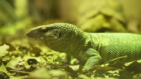 Varanus-Gouldii-lizard-crawling-in-reptile-zoo-park,-sticking-tongue-out