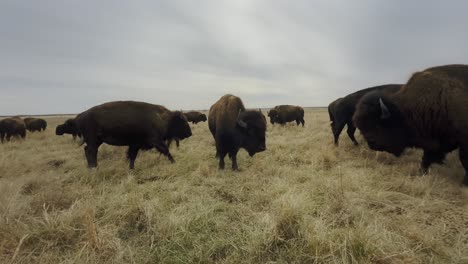 Eine-Herde-Büffel-Weidet-Auf-Einem-Feld-In-Kansas