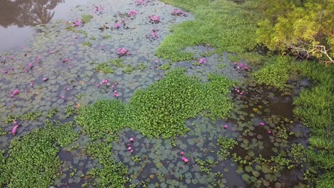 Water-lily-in-the-stream-,mangrove-forest-inland-water-body,-Water-lily-Grows-with-mosses-and-grasses,-,pond-river-sea,-Water-lily-blooming,-Beautiful-aerial-shot,-group,-Blossom-,-field,-Top