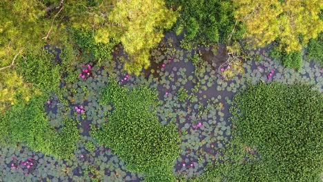 Yellow-Trees,-Water-lily-Grows-with-mosses-and-grasses,-Water-lily-blooming,-River-side-Water-lily-in-the-stream-,mangrove-forest-inland-water-body,-Beautiful-aerial-shot,-group,-Blossom-,-field,-Top