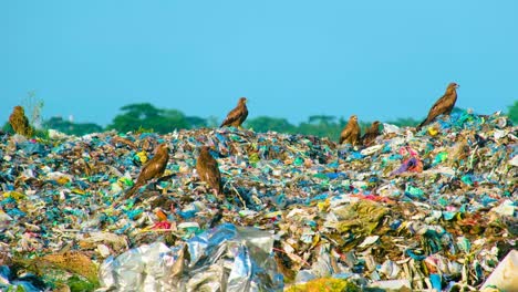 Eagle-or-black-kite-birds-sat-on-piles-of-garbage-waste-at-landfill-in-Asia