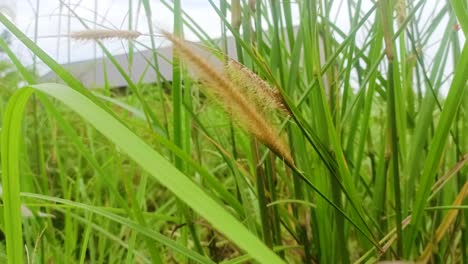 CloseUp-Dry-Weeds-At-Meadow