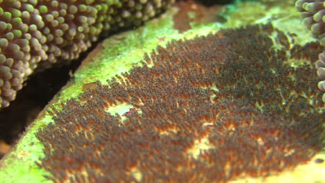 Gelege-Von-Anemonenfischeiern,-Die-An-Einer-Toten-Koralle-Neben-Einer-Seeanemone-Befestigt-Sind
