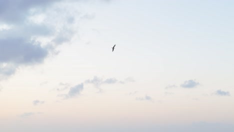 Frigate-bird-soars-above-soft-pastel-sky-into-open-clouds,-static-upward-view