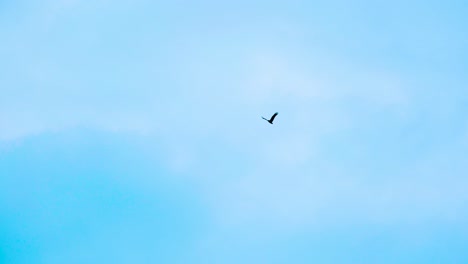 Pájaro-Solitario-En-Vuelo-Contra-El-Fuerte-Viento-En-Un-Cielo-Azul-Claro