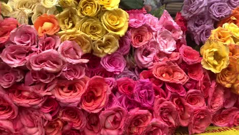 A-very-closeup-display-of-Multicolor-fresh-Roses-along-the-street-of-Davao-City-Center