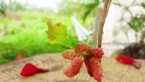 close-up-the-fruit-of-red-mulberry