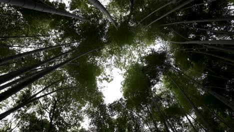 Arashiyama-Bambushain-Hoher-Vertikaler-Baumkronenwald-Japan