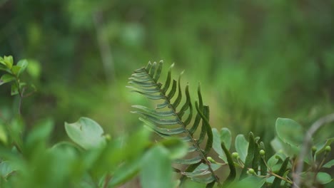 Wunderschöne-Grüne-Pflanze-Voller-Tau-Inmitten-Der-Vegetation-Bewegt-Sich-Mit-Dem-Wind,-Umgeben-Von-Bäumen,-Stämmen-Und-Natur