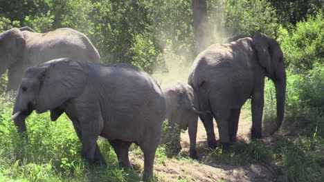 Eine-Gruppe-Von-Sechs-Afrikanischen-Elefanten-Klettert-Auf-Ein-Flussufer-Und-Fängt-An,-Mit-Ihren-Rüsseln-Sand-Auf-Ihren-Körpern-Zu-Verteilen