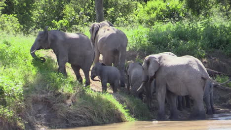 Gruppe-Von-Sieben-Afrikanischen-Elefanten,-Die-Einen-Flussdamm-Erklimmen