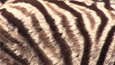 Detail-of-juvenile-Plains-zebra-fur