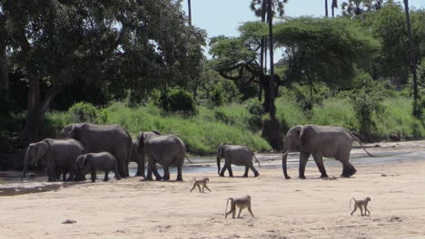 Sieben-Afrikanische-Elefanten-Laufen-Durch-Ein-Halb-Ausgetrocknetes-Flussbett-In-Richtung-Wasser