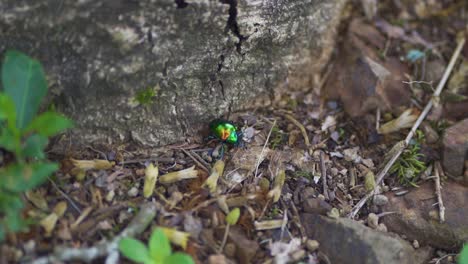 Wunderschöner-Phosphoreszierender-Grüner-Käfer,-Auf-Einem-Felsen-Mitten-Im-Feuchten-Wald
