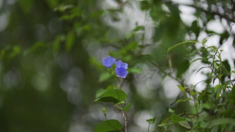Beautiful-blue-and-purple-flower-in-the-middle-of-the-vegetation-moves-with-the-wind-surrounded-by-other-plants-and-nature