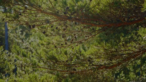 Lush-green-pine-tree-branches-adorned-with-abundant-pine-cones