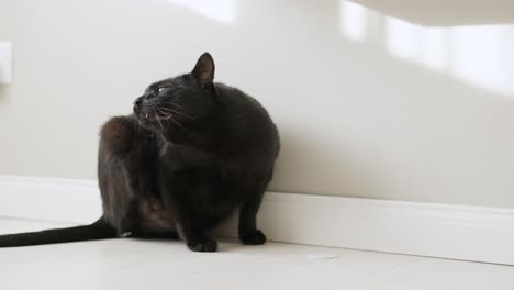Black-Cat-Scratching-Its-Neck-And-Head-On-The-Floor