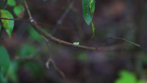 Cute-and-tiny-worm-curls-up-crawling-on-the-branch-of-a-leafy-tree-in-the-forest-and-nature,-macro-shot