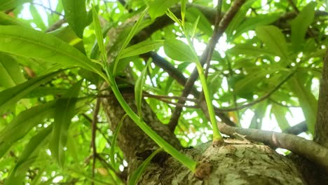 close-up-of-young-tree-branch
