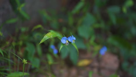 Wunderschöne-Blaue-Und-Violette-Blume-Inmitten-Der-Vegetation-Bewegt-Sich-Mit-Dem-Wind,-Umgeben-Von-Anderen-Pflanzen-Und-Der-Natur