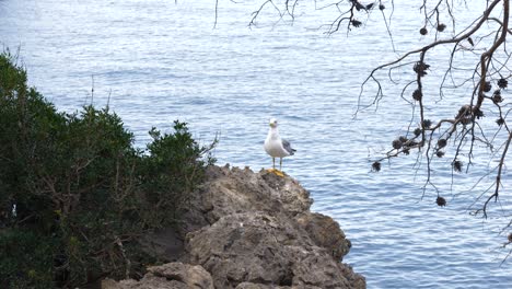 Schöner-Vogel-In-Der-Bucht-Von-Mallorca-Mit-Dem-Meer-Im-Hintergrund