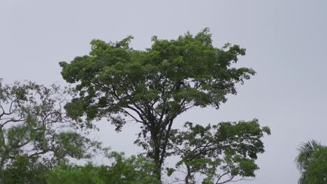 Large,-leafy-tree-in-the-tropical-jungle-on-a-cloudy-day-moving-its-leaves-with-the-wind-in-slow-motion