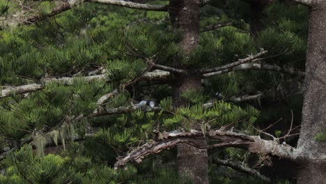 2-White-Tern-sitting-on-old-Norfolk-Pine-on-a-calm-midday