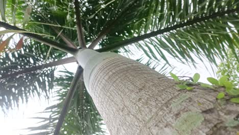 close-up-palm-tree-trunk