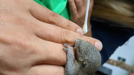 Füttern-Eines-Kleinen-Eichhörnchenbabys,-Das-Seine-Eltern-Verloren-Hat_vertikale-Aufnahme