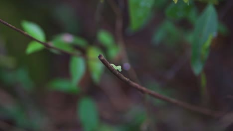 Cute-and-tiny-worm-curls-up-crawling-on-the-branch-of-a-leafy-tree-in-the-forest-and-nature,-macro-shot