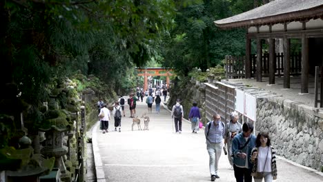 Tourists-walking-along-path-near-Kasuga-taisha-Shrine,-Nara,-Japan