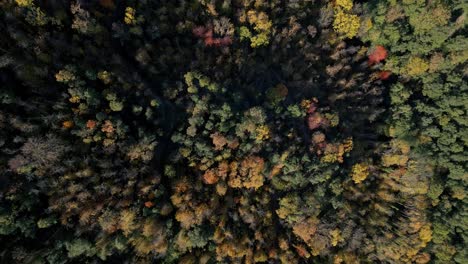 drone-shot-descending-towards-the-colourful-tree-tops-in-autumn,-Arbúcies,-Girona,-Catalonia