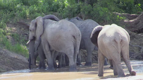 Breeding-herd-of-African-elephants-leaves-river-bed-and-is-about-to-climb-the-adjacent-embankment