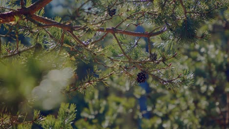 A-captivating-view-of-pine-cones-thriving-on-the-branch-of-a-sun-kissed-pine-tree