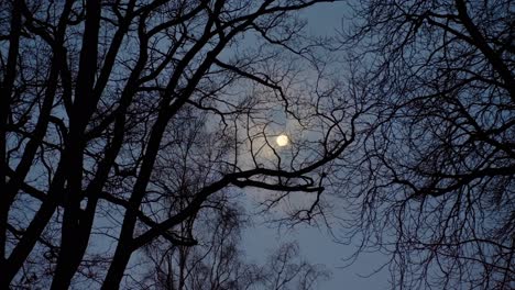 The-full-moon-shines-through-drifting-clouds-and-black-bare-tree-branches