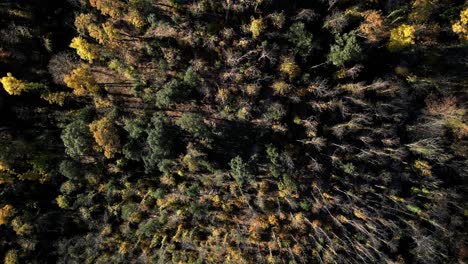 descending-topdown-drone-shot-of-a-forest-in-fall,-deciduous-trees-in-el-Montseny,-Barcelona,-Catalonia