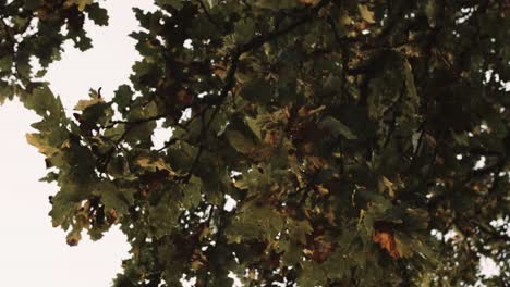 Oak-tree-with-leaves-in-the-fall