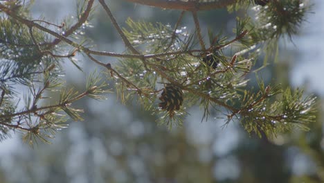 Close-up-slow-motion-shot-of-a-pine-cone-growing-on-a-pine-tree-branch