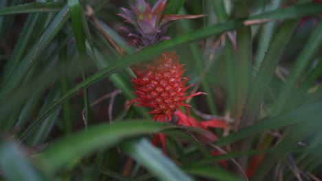 Interessante-Rote-Ananas-Inmitten-Natürlicher-Vegetation