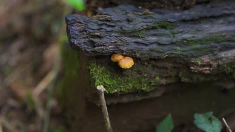 Large,-firm-branch-with-fungi-and-microorganisms-of-a-tree-in-the-middle-of-nature