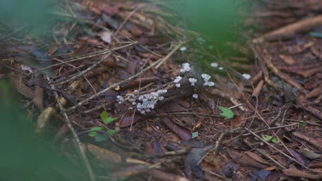Fungi,-slime,-mold-and-microorganisms-on-a-tree-branch-on-the-ground-surrounded-by-dry-leaves-in-the-jungle-soil