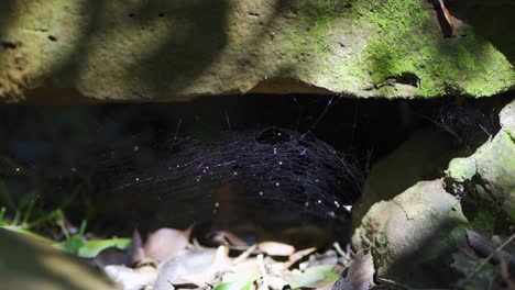 A-spider-web-weaves-down-a-large-stone-full-of-moisture-and-slats-in-the-middle-of-a-tropical-forest