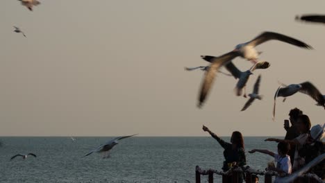 Pájaros-Volando-Alrededor-Y-Alrededor-Atrapando-La-Comida-Dada-Por-La-Comunidad,-Gaviotas-Alimentándose,-Tailandia