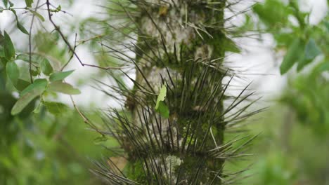 Un-Extraño-árbol-Lleno-De-Espinas-En-Medio-De-Hojas-Y-Naturaleza-Sorprendente