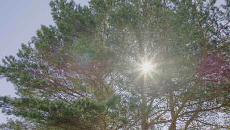 Beautiful-sun-flares-filmed-through-a-pine-tree