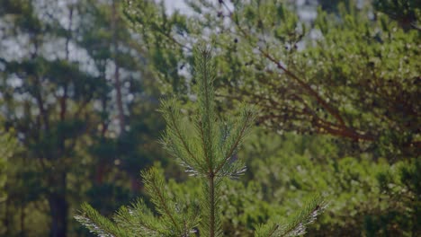 A-thriving-young-pine-tree-bathed-in-sunlight,-flourishing-amidst-the-vibrant-greenery-of-a-pine-forest