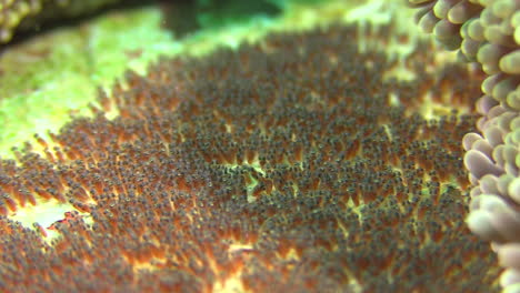 Gelege-Von-Anemonenfischeiern-In-Der-Nähe-Einer-Seeanemone