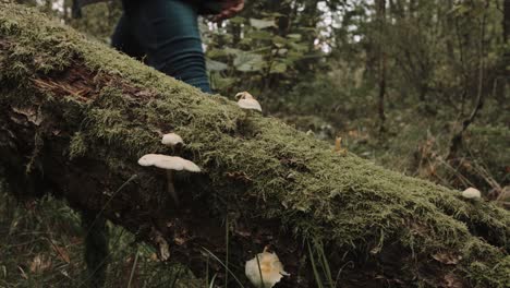 Man-walking-by-a-fallen-tree-with-mushrooms-on-it