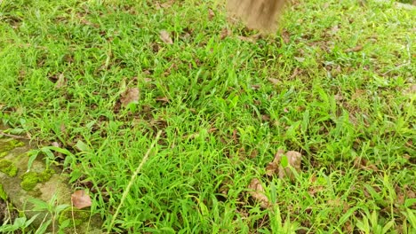 close-up-sweeping-the-grass-in-the-garden