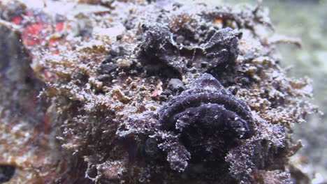 Devil-scorpionfish-moving-slowly-over-sandy-bottom